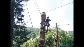 20230707 Hoop Pine Removal