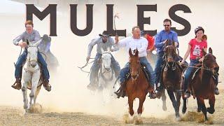 Mules: The Unsung Heroes of the Animal World