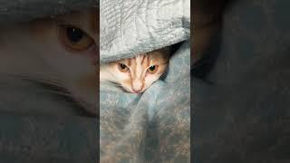 Callie cat under the covers #cat #kitten #animals