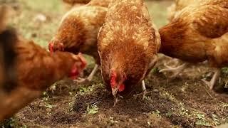 How to Start a Laying Hen Farm from Scratch