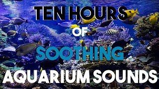 NO ADS Ten Hours of Aquarium Sounds || Soothing Bubbles || Room Ambiance