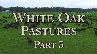 White Oak Pastures: A Model Regenerative Farm Part 3