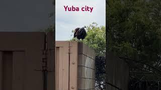 Yuba City 美国乡村生活