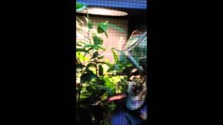 Yoda the Veiled Chameleon Eating Leaves