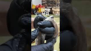 더운 여름, 대천항의 중낙지로 보양하자!