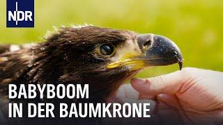 Seeadler: Brut-Rekord in Mecklenburg-Vorpommern | Die Nordreportage | NDR Doku