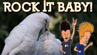 Cockatoos: Beavis & Butthead