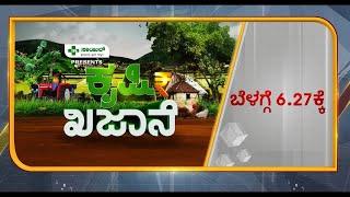 ಕೃಷಿ ಖಜಾನೆ | Vistara Krishi | Ujala Brinjal Farming In Kannada | ಬದನೆ ಬೇಸಾಯ