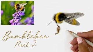 How to Draw a Realistic Bumblebee in Coloured Pencils - Part 2