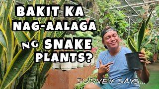 WHY DO YOU TAKE CARE OF SNAKE PLANTS AT HOME? | TOP ANSWERS & SURVEY RESULTS