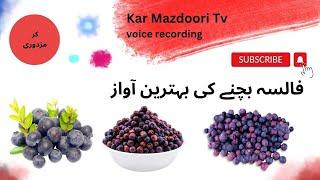 Falasa Bechne Ki Awaz | فالسہ بچنے کی بہترین آواز | Kar Mazdoori Tv | #voice #growth #awaz