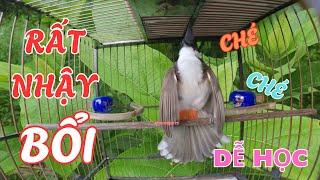 Chào Mào Hót Ché Hót Giọng 8-9-10 Ép Chim Non Học Giọng Chuẩn Rừng | luyện giọng chào mào hót hay