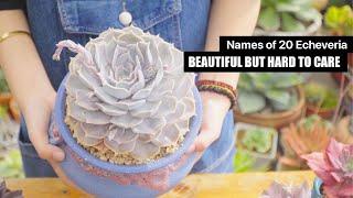 ID Succulents: Top 20 Echeveria Succulents - Beautiful but Hard to Care! // Joy Garden