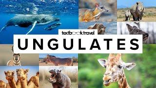 All 13 Ungulate Families (Odd & Even-Toed)