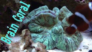 Brain Coral Care Guide