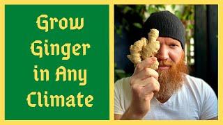 Start Ginger Feb/March To Grow From STORE BOUGHT - Even In Colder Climates