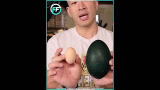  கடைசி வரை பாருங்க | Differnt Eggs | Fact Flow Studio in Tamil #short #facts