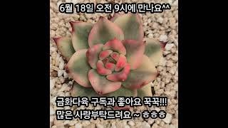 #금화다육 #라이브방송 #다육식물 #수입다육 #안산다육갤러리
