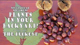 Spectacular Specimens: Plants in Your Backyard - The Buckeye!