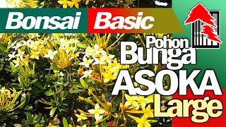 BASIC PRINCIPLES of MAKING a BONSAI TREE of Ixora Coccinea Plants by Tedy Boy