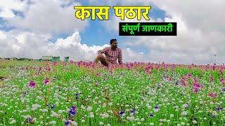 Kaas Pathar Satara 2023 | Kaas Plateau Vlog | Valley Of Flowers Maharashtra