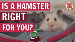 Watch THIS before getting a Hamster 