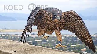 Watch These Peregrine Falcons Become Fierce Parents | Deep Look