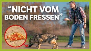 Nichts vom BODEN fressen ► So gewöhnst du es deinem Junghund ab | Live-Training