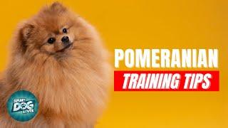 How to Train Your Pomeranian | Best Pomeranian Puppy Training Tips