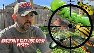 Plant These Crops to Attract Natural Predators to Common Garden Pests || DHBG