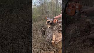 #chainsaw #ported #sislerbuilt #neotech #fyp NS872