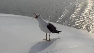 Seagull laughing