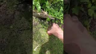 Propagating a Mini Rose Bush - Pt 1