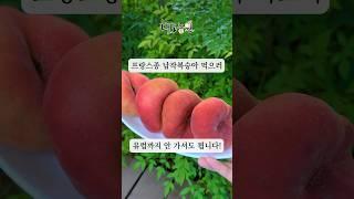 프랑스종 납작복숭아 먹으러 유럽까지 안 가도 됩니다!