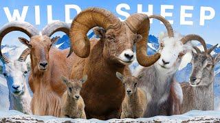 All 8 Wild Sheep Species (Including 2 Controversial)