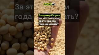 Соевые сложности? #сельскоехозяйство #агро #россия #агропром #соя #дальнийвосток #экономика