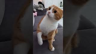 #милота #смешные #длявас #котик #гриша