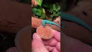 My *RARE* Electric Blue Day Geckos!! *ENDANGERED* #shorts