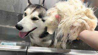 MASSIVE Husky UNDERCOAT Removal