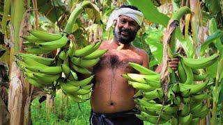 Organic Banana Farming\ Banana From Farm to harvest