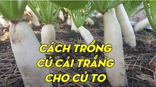 How To Grow White Radish From Seeds To Harvest | Phan Đức #126