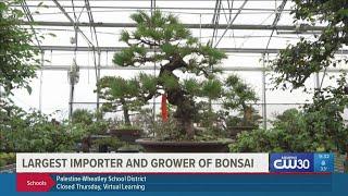 Here's a look inside the top importer & grower of bonsai trees in DeSoto County