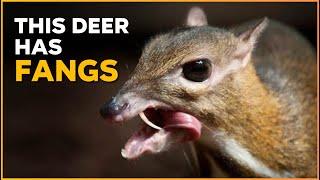 This Deer Has Fangs - Meet the Chevrotain | Nature Nuggets