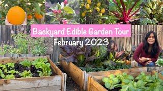 Backyard Edible Urban Garden Tour