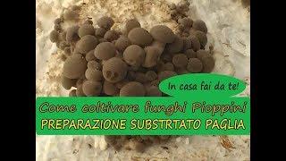 Come coltivare funghi pioppini in casa su paglia fai da te