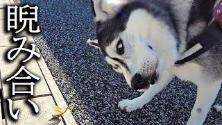 威嚇するカマキリさん相手に100点満点のリアクションを見せる犬達...