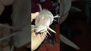 Catfish #fishing #food #fish