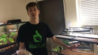 How to setup a BioActive Bearded Dragon Terrarium