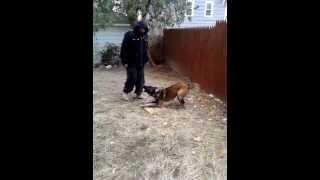 11 month old  Belgian malinois guards object