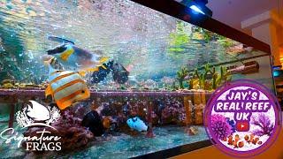 Signature Frags - Coral Farm Tour. How to get the best from your SPS corals 